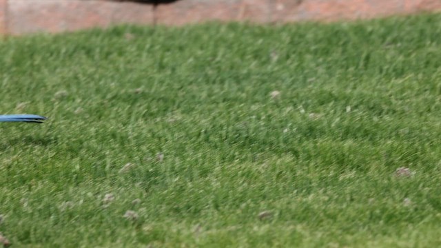 California Scrub-Jay - ML633754626