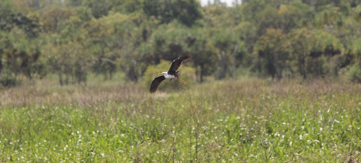 Pied Heron - Milton Domalewski