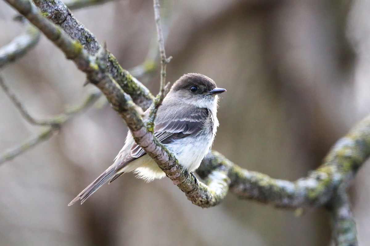 Eastern Phoebe - ML633754693