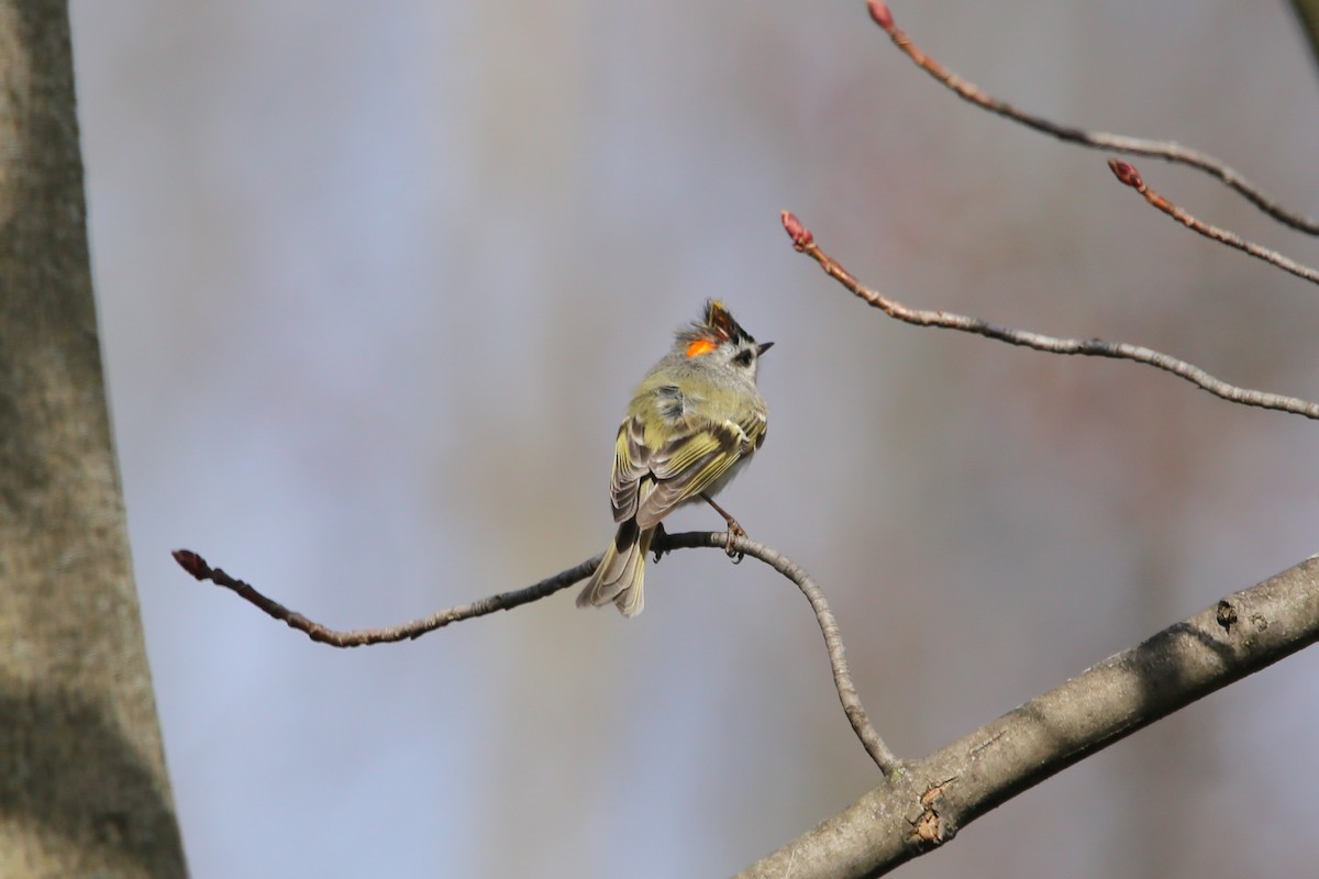 Golden-crowned Kinglet - ML633754701