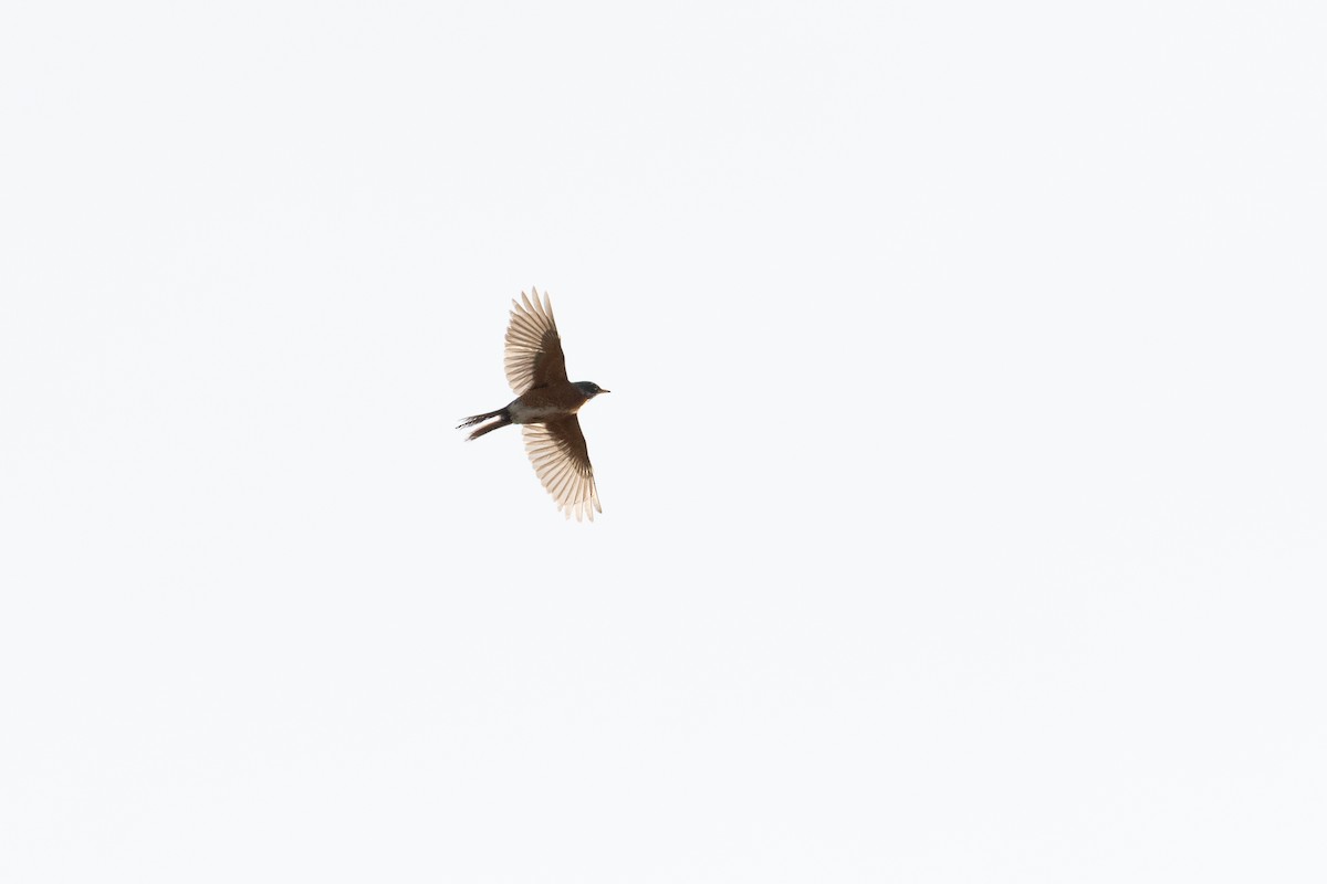 American Robin - ML633754798