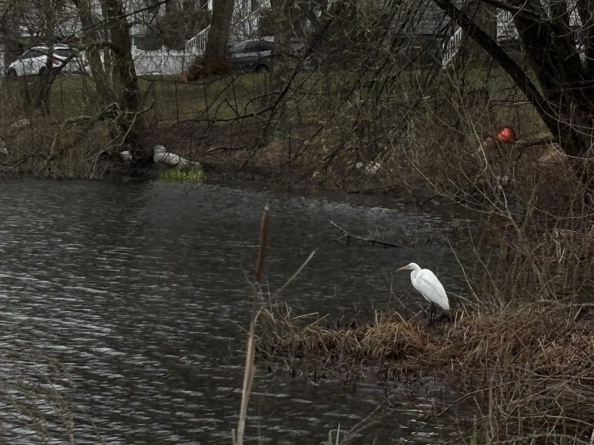 Great Egret - ML633755005