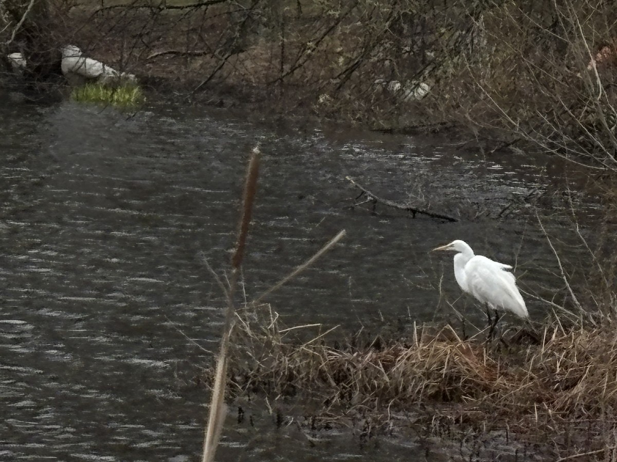 Great Egret - ML633755006