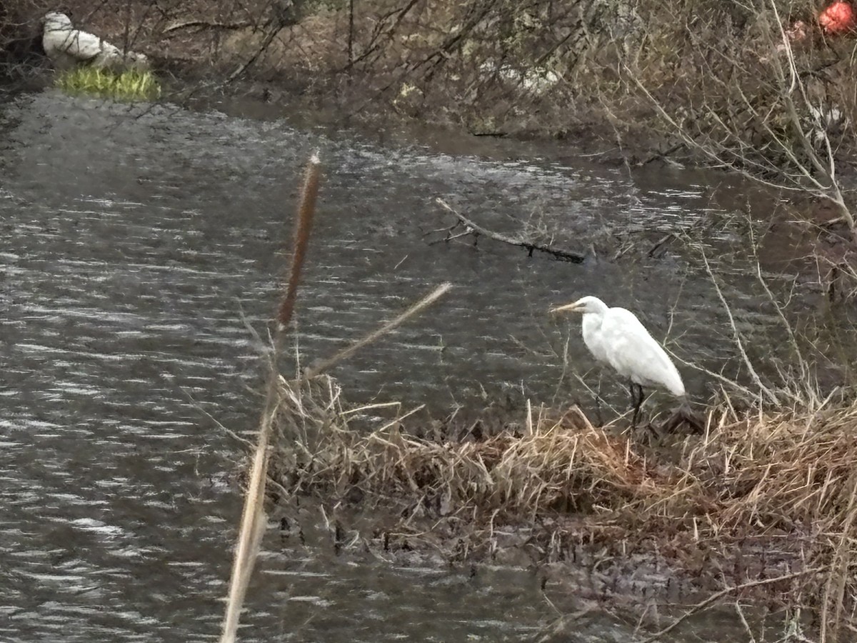 Great Egret - ML633755007