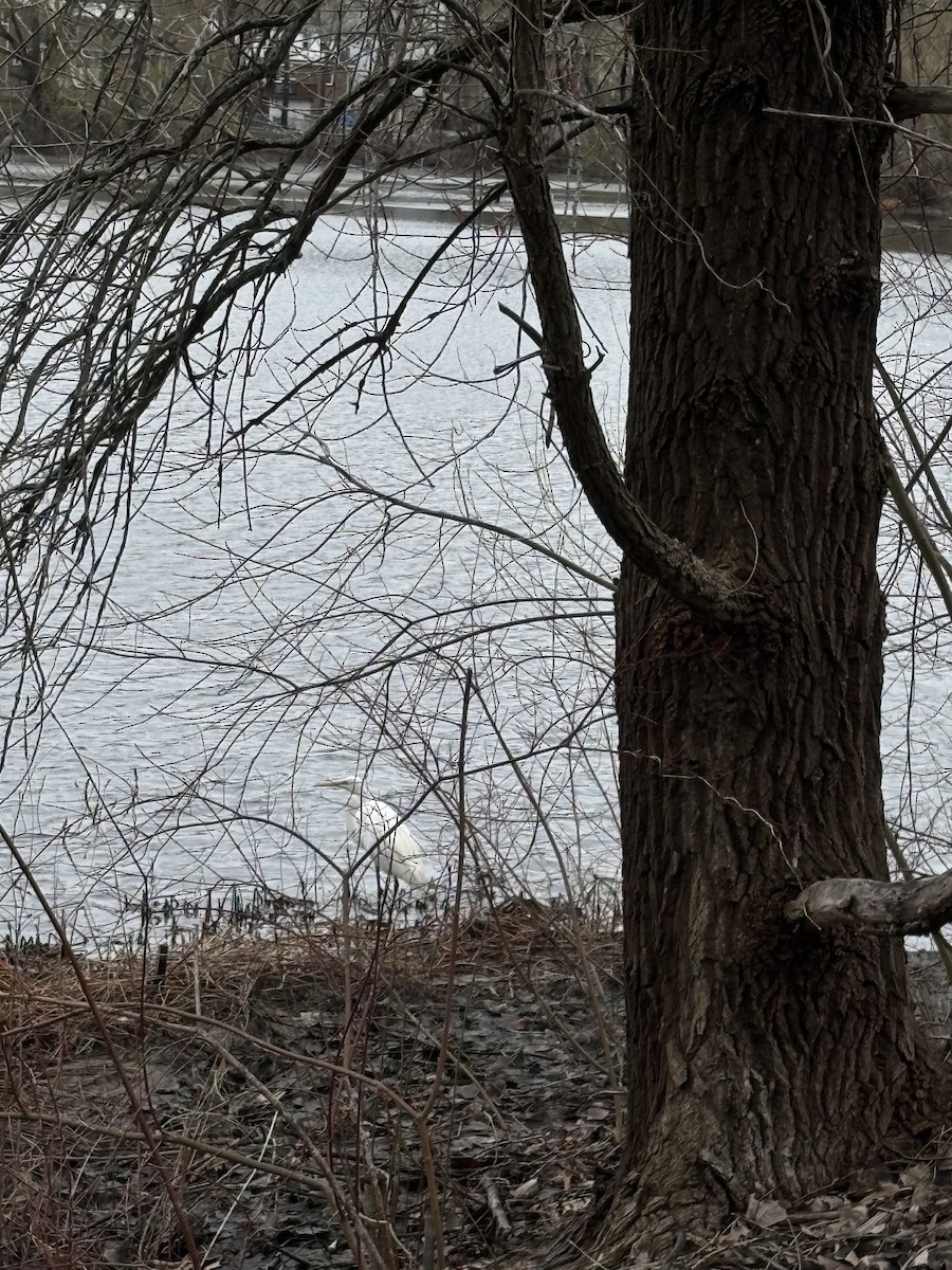 Great Egret - ML633755008