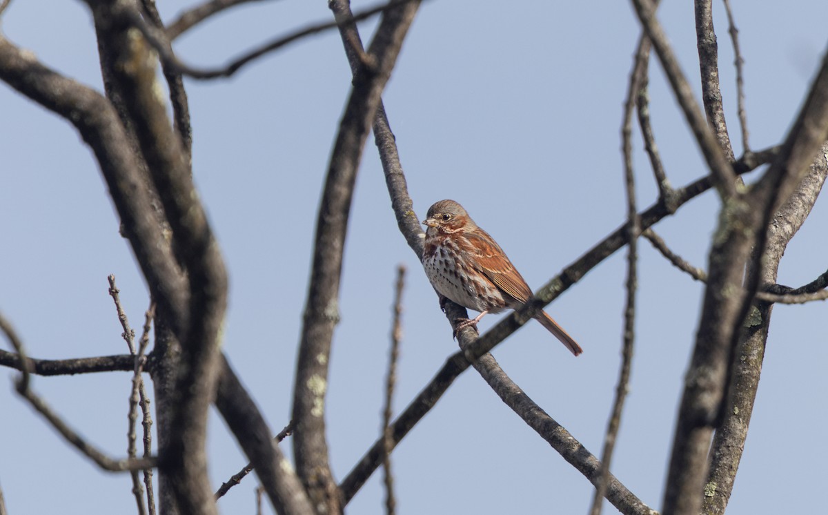 Fox Sparrow - ML633755121