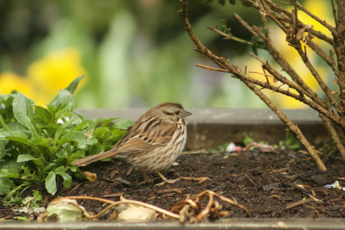 Song Sparrow - ML633755286