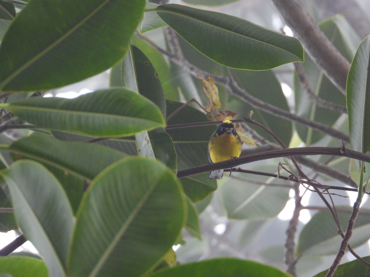 Yellow-crowned Redstart - ML633755862