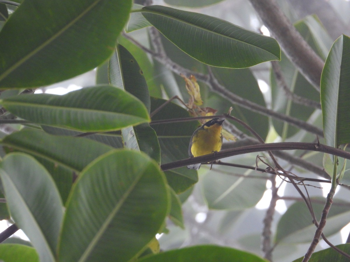 Yellow-crowned Redstart - ML633755933