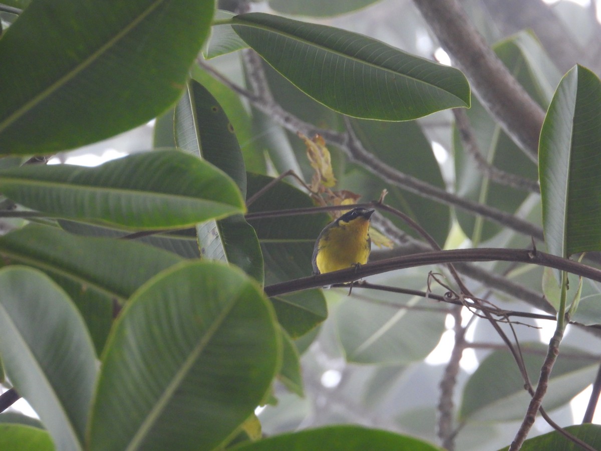 Yellow-crowned Redstart - ML633755934