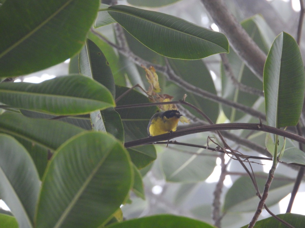 Yellow-crowned Redstart - ML633755935
