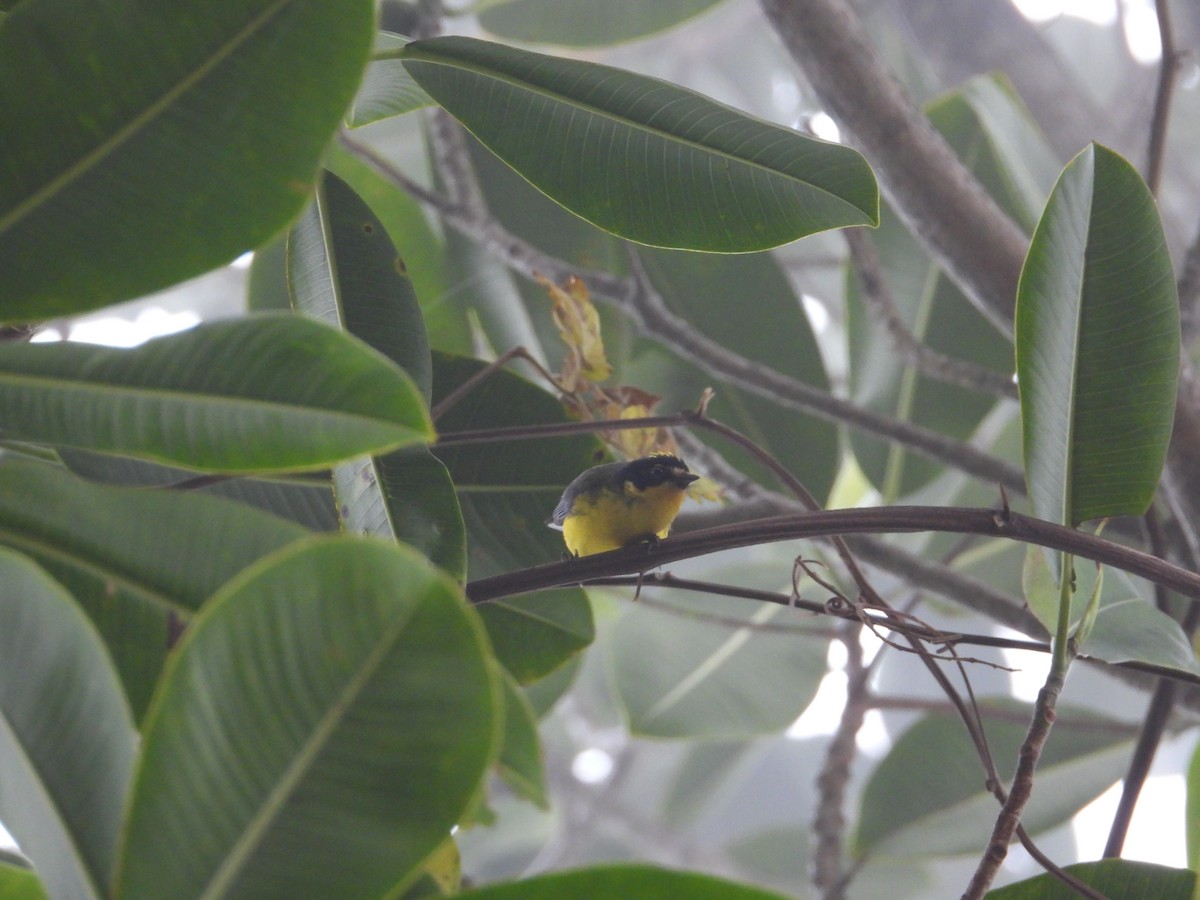 Yellow-crowned Redstart - ML633755936