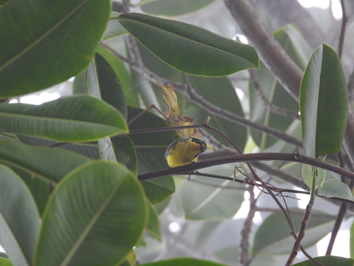 Yellow-crowned Redstart - ML633755937