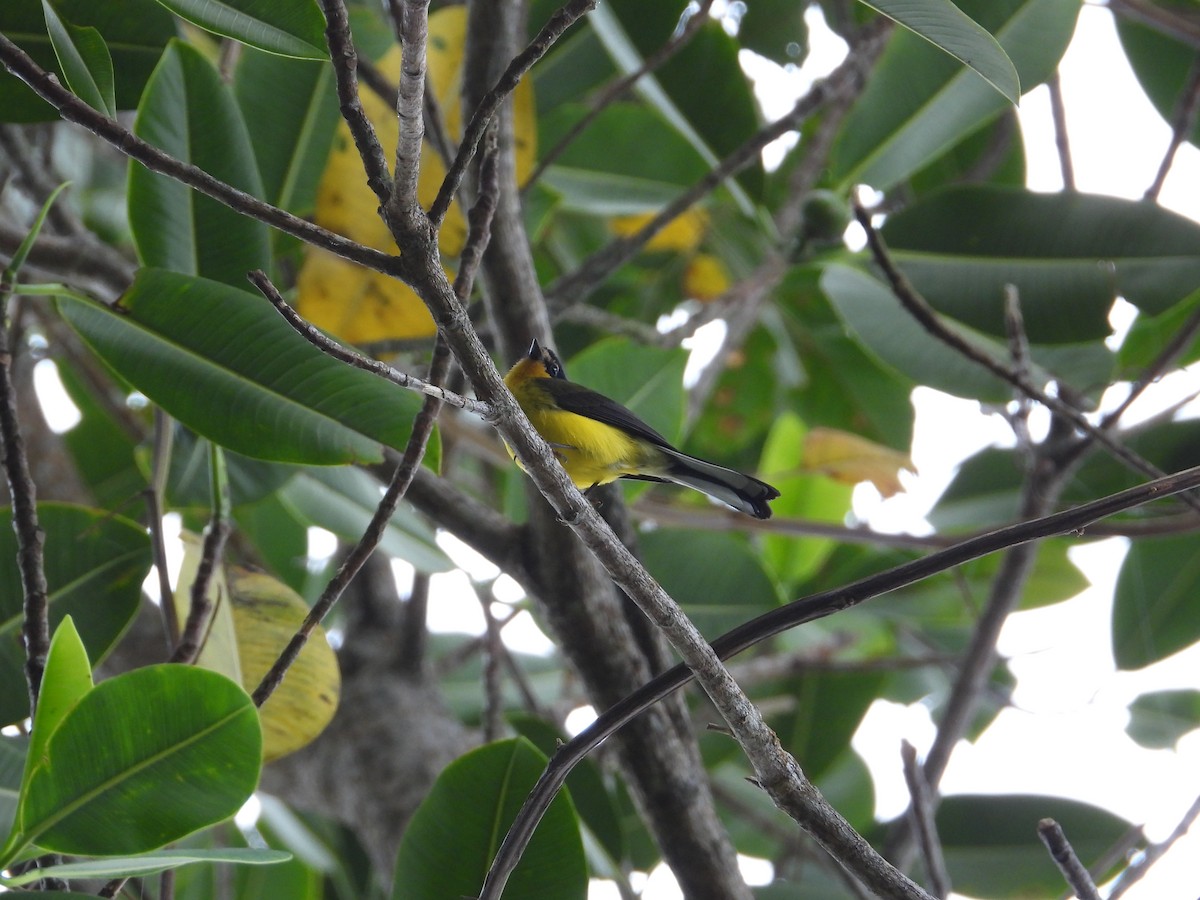 Yellow-crowned Redstart - ML633756007