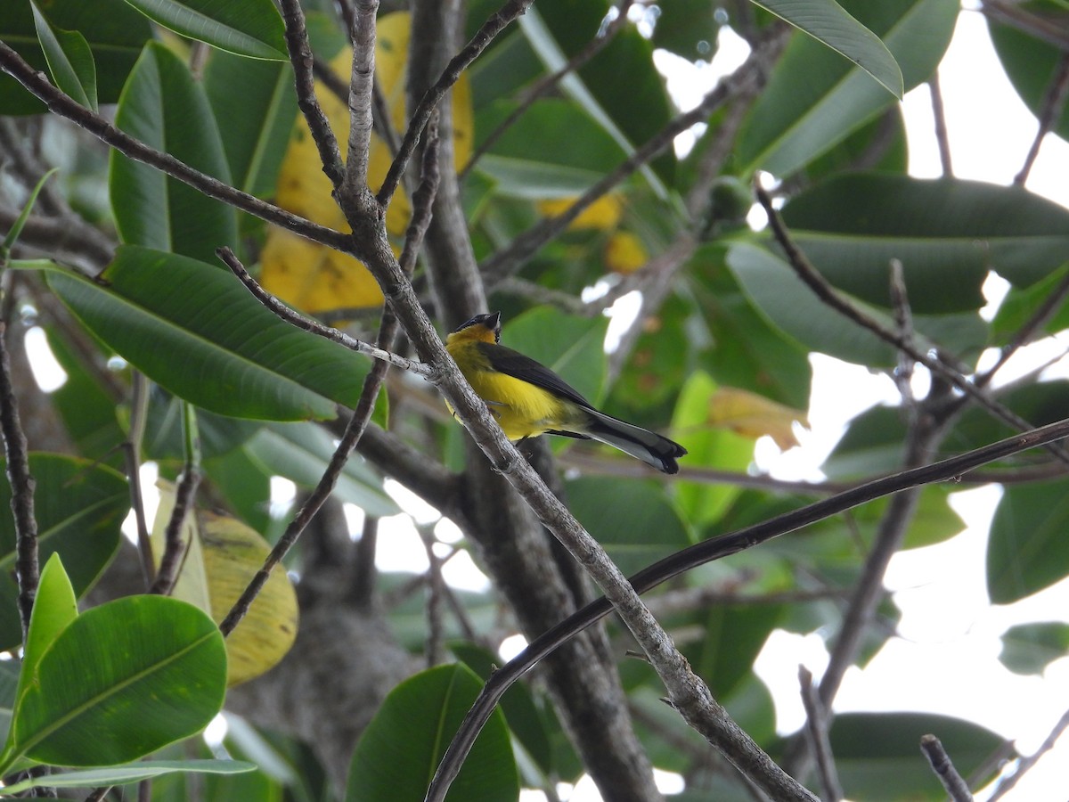 Yellow-crowned Redstart - ML633756009