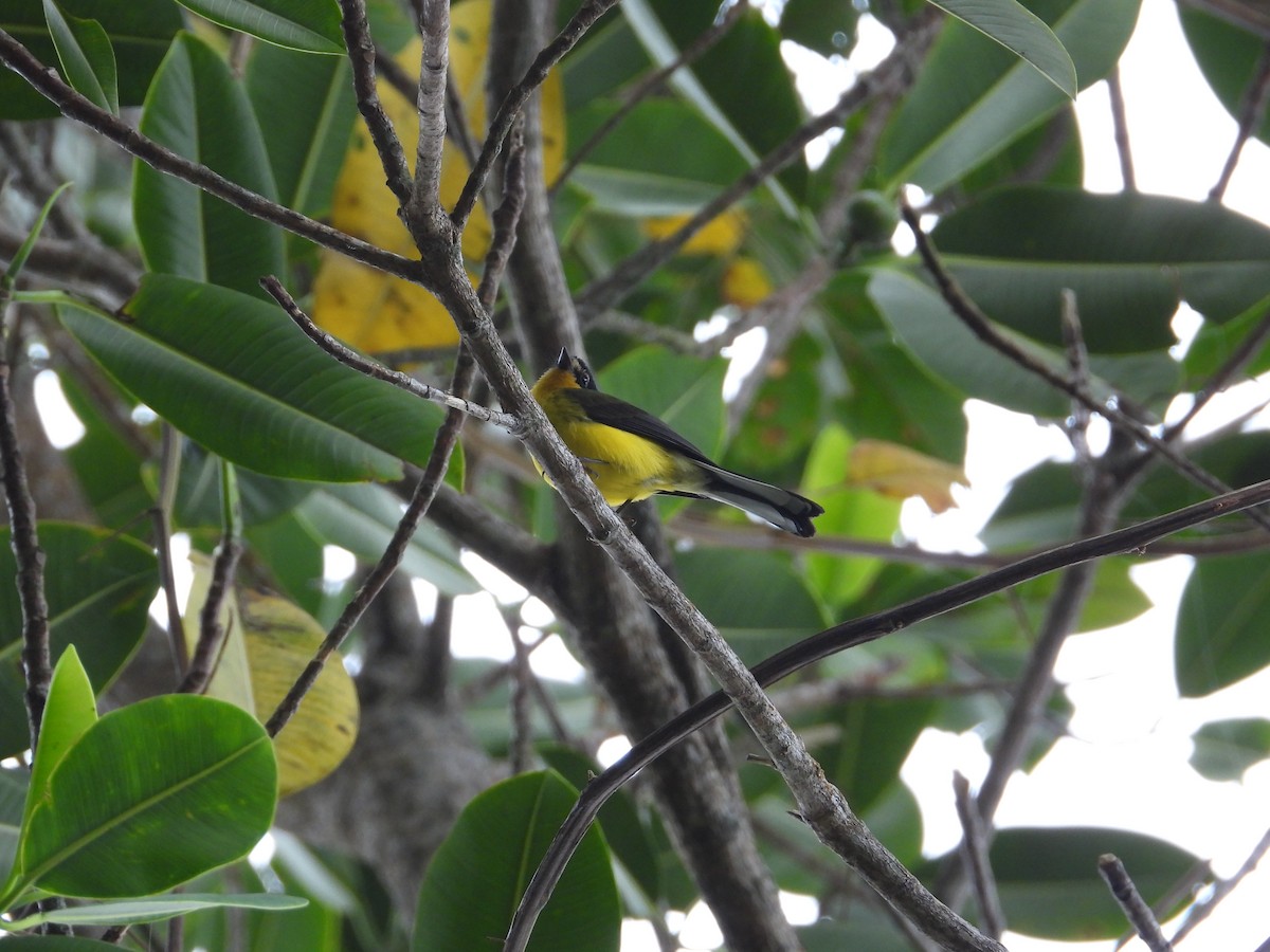 Yellow-crowned Redstart - ML633756011