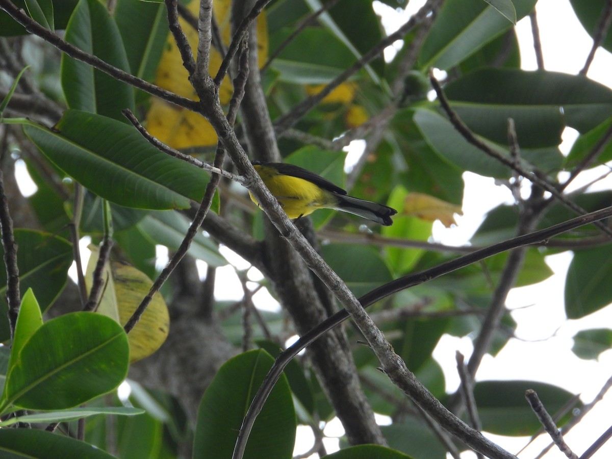 Yellow-crowned Redstart - ML633756012