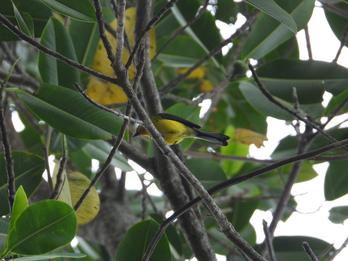 Yellow-crowned Redstart - ML633756013