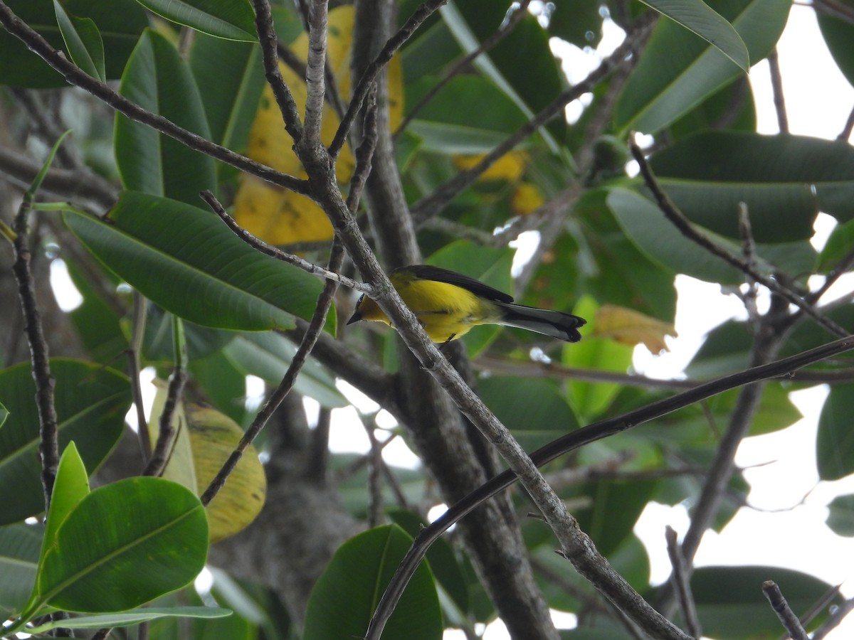 Yellow-crowned Redstart - ML633756015