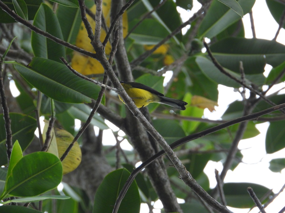 Yellow-crowned Redstart - ML633756016
