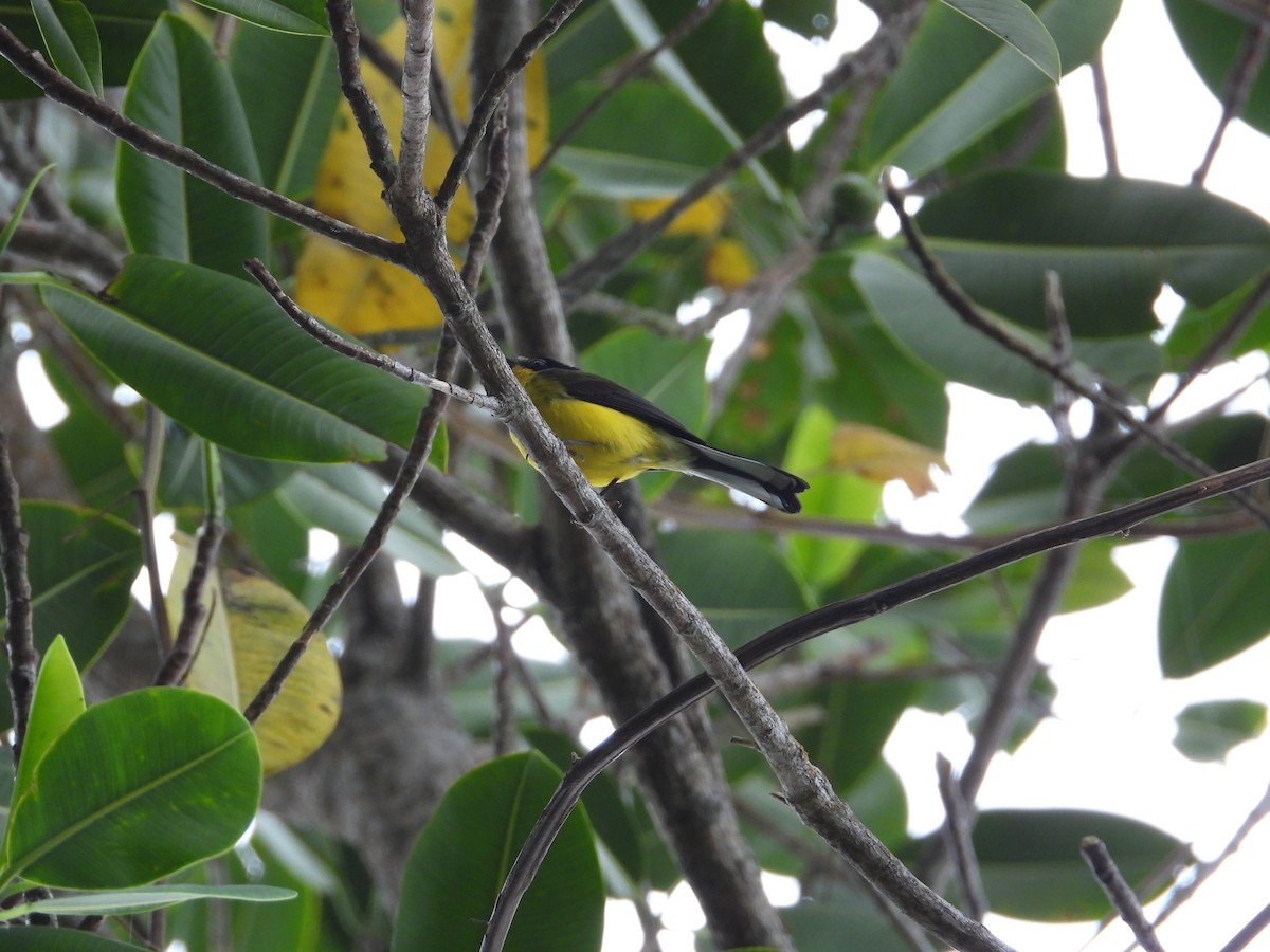 Yellow-crowned Redstart - ML633756017
