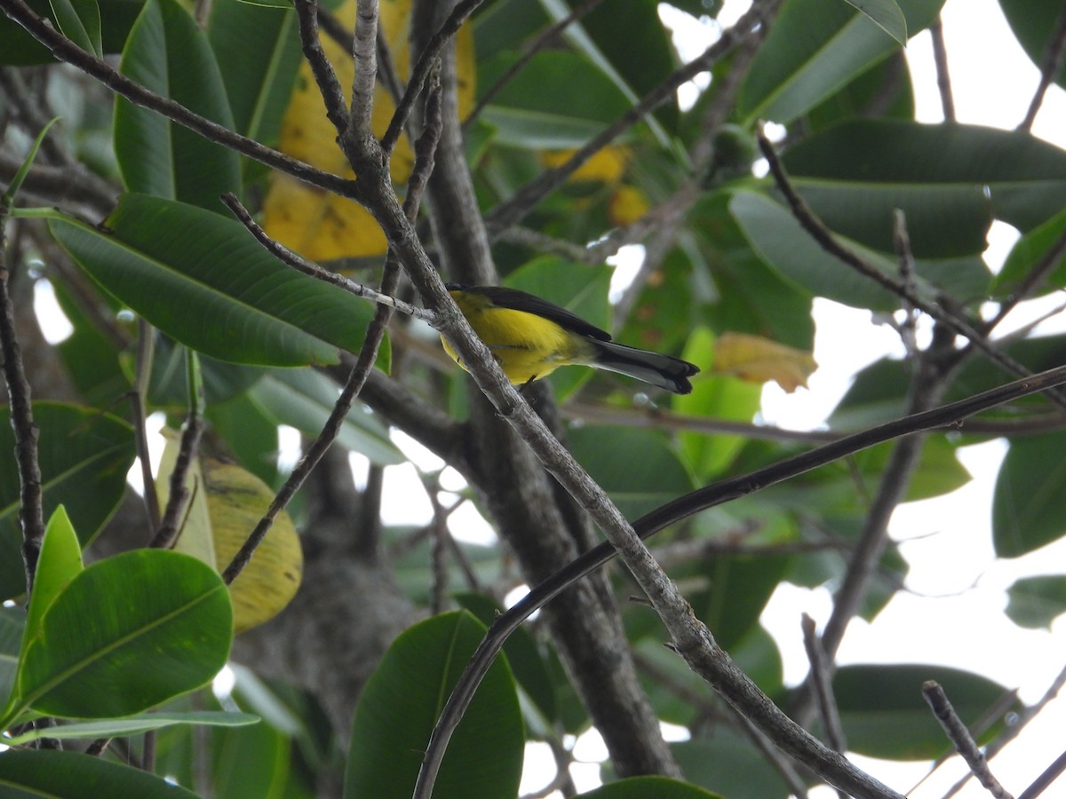 Yellow-crowned Redstart - ML633756020