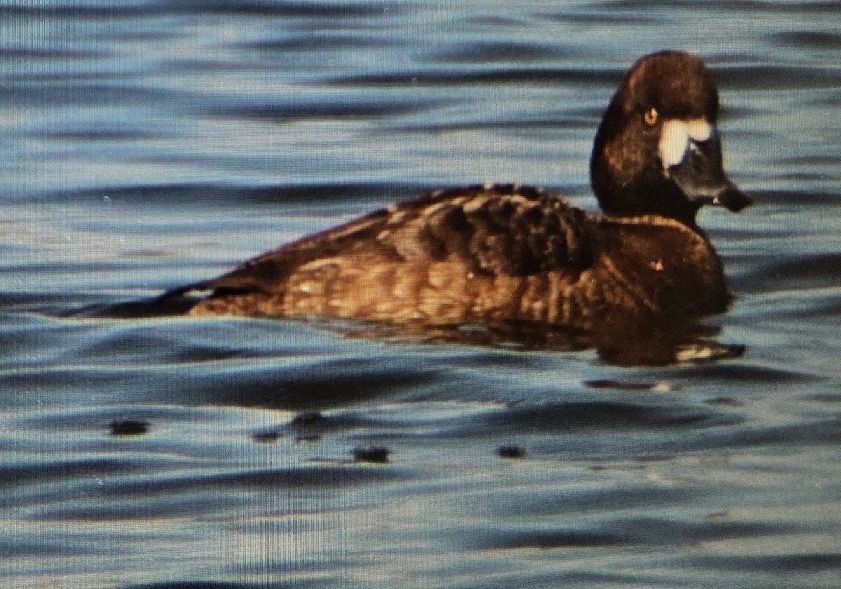 Тэнгисийн шумбуур - ML633756043