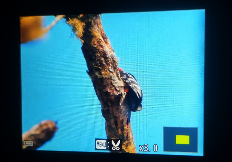 Stripe-breasted Woodpecker - ML633756189