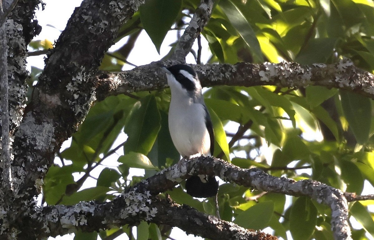 White-browed Shrike-Babbler - ML633756228