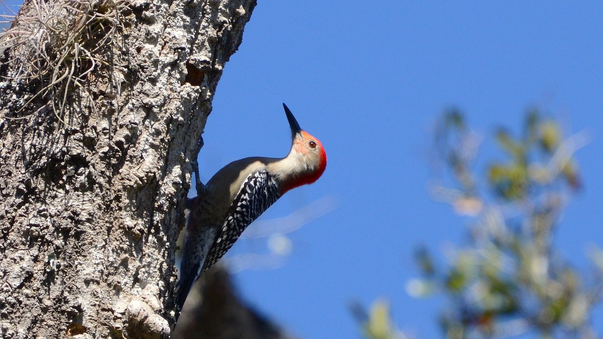 Red-bellied Woodpecker - ML633756702