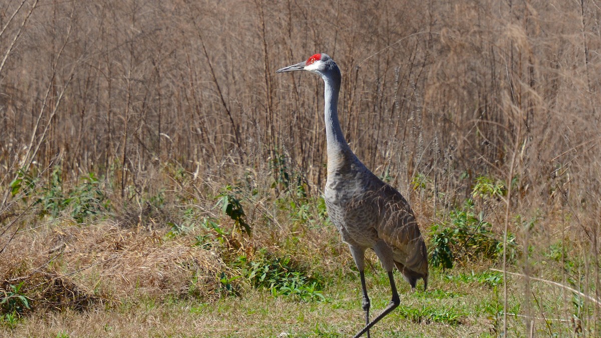 Sandhill Crane - ML633756824