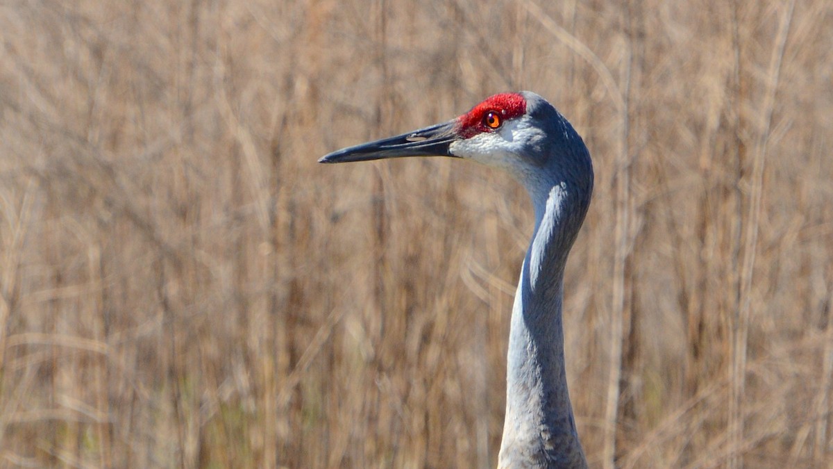 Sandhill Crane - ML633756838