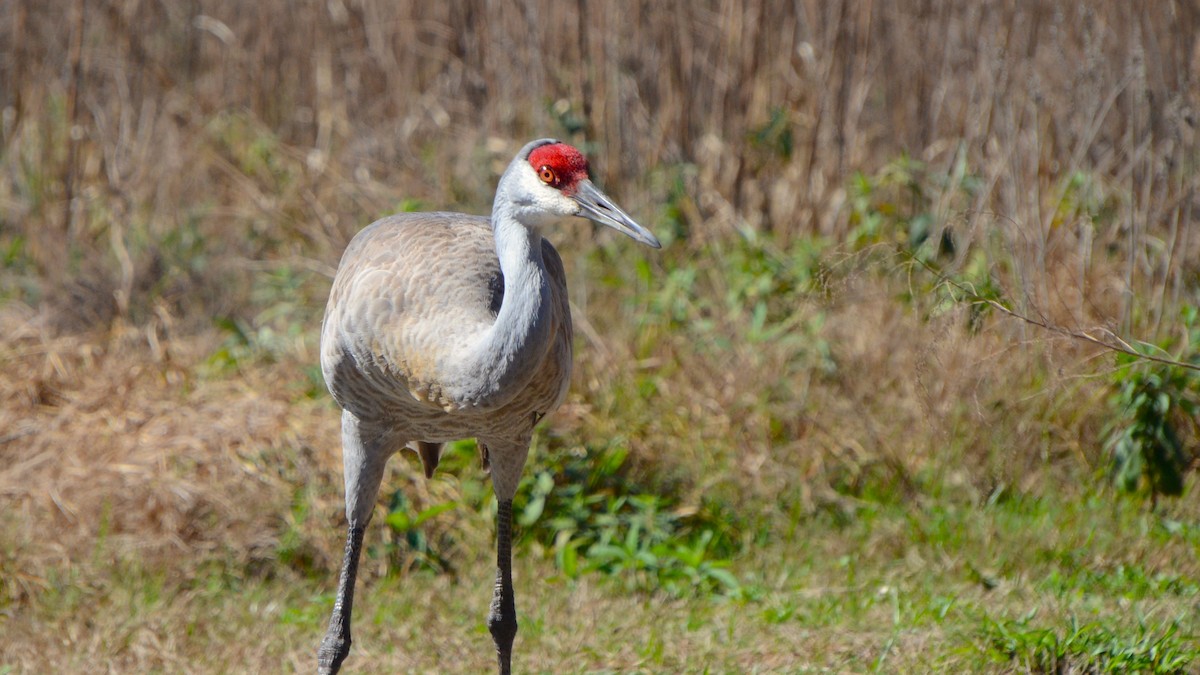 Sandhill Crane - ML633756876