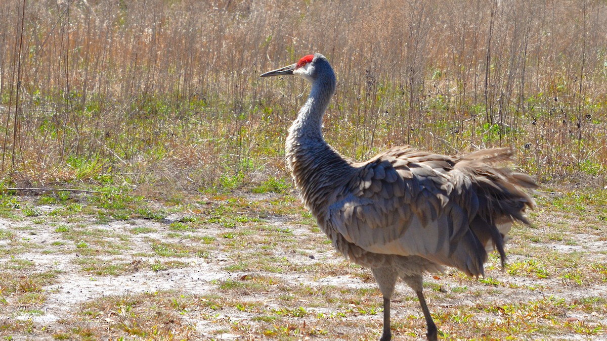 Sandhill Crane - ML633756904