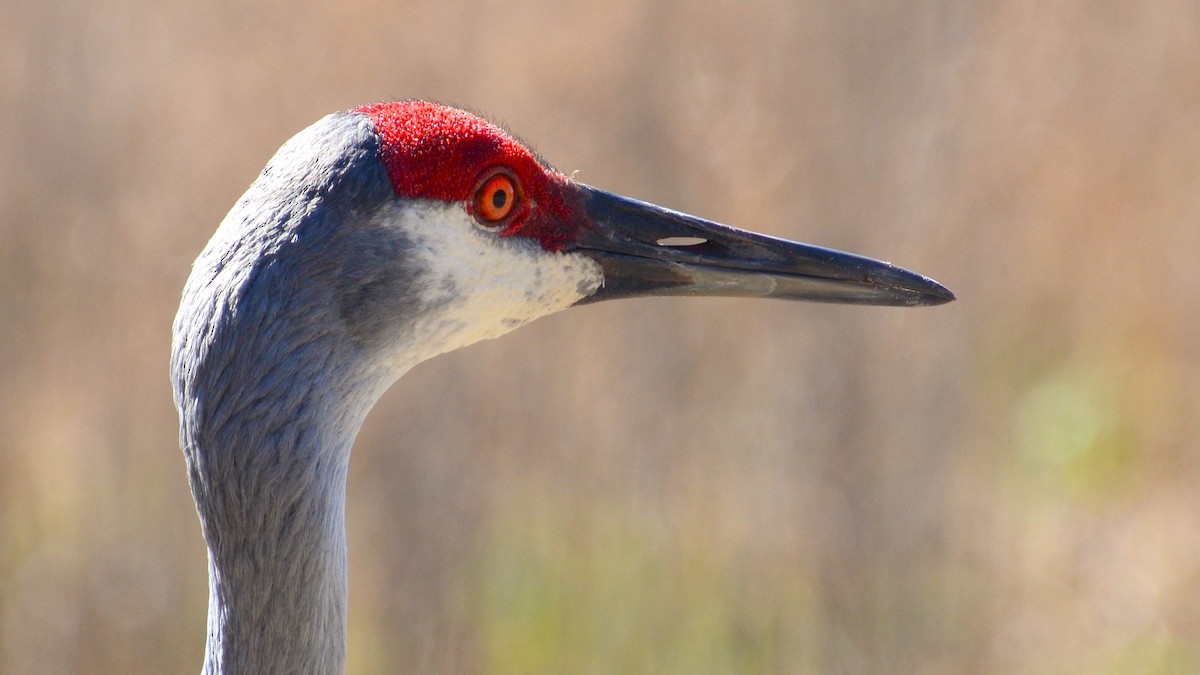 Sandhill Crane - ML633756931