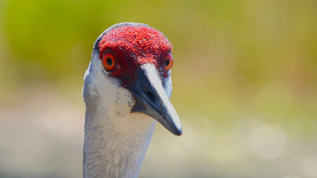 Sandhill Crane - ML633756951