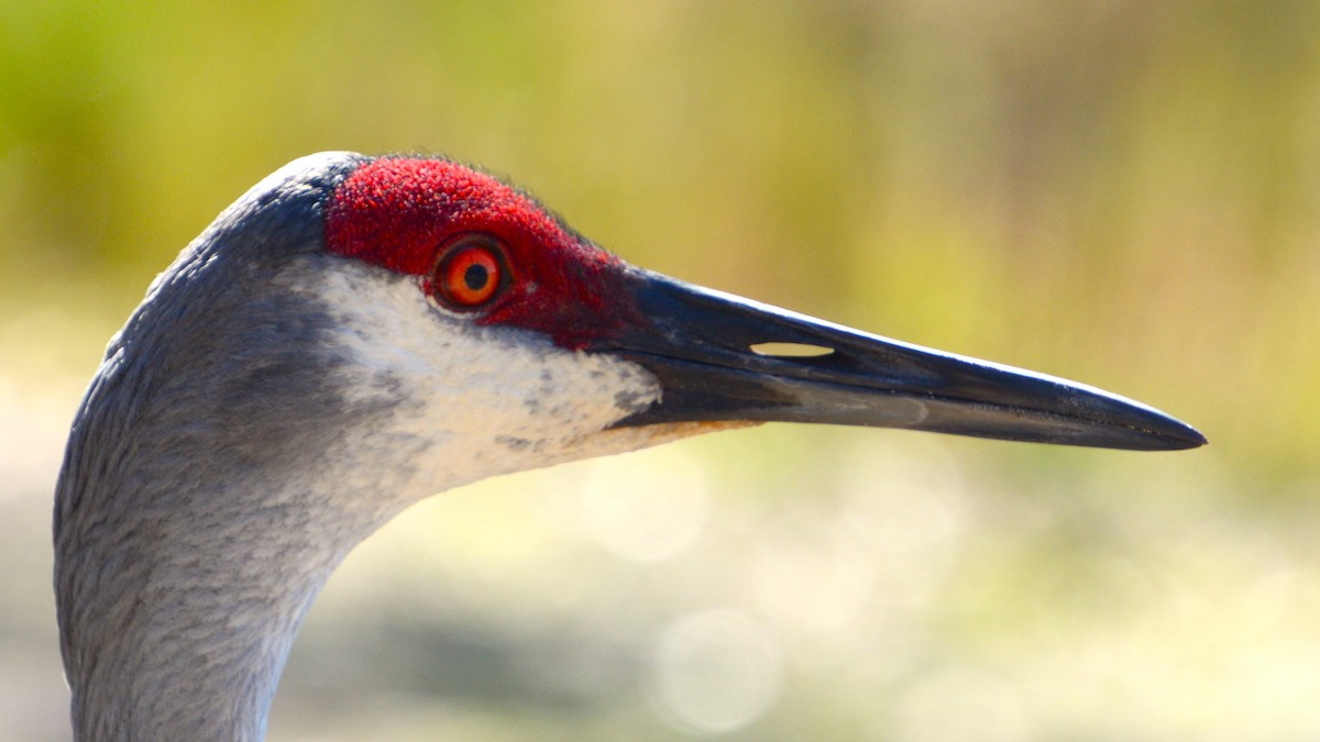 Sandhill Crane - ML633756964