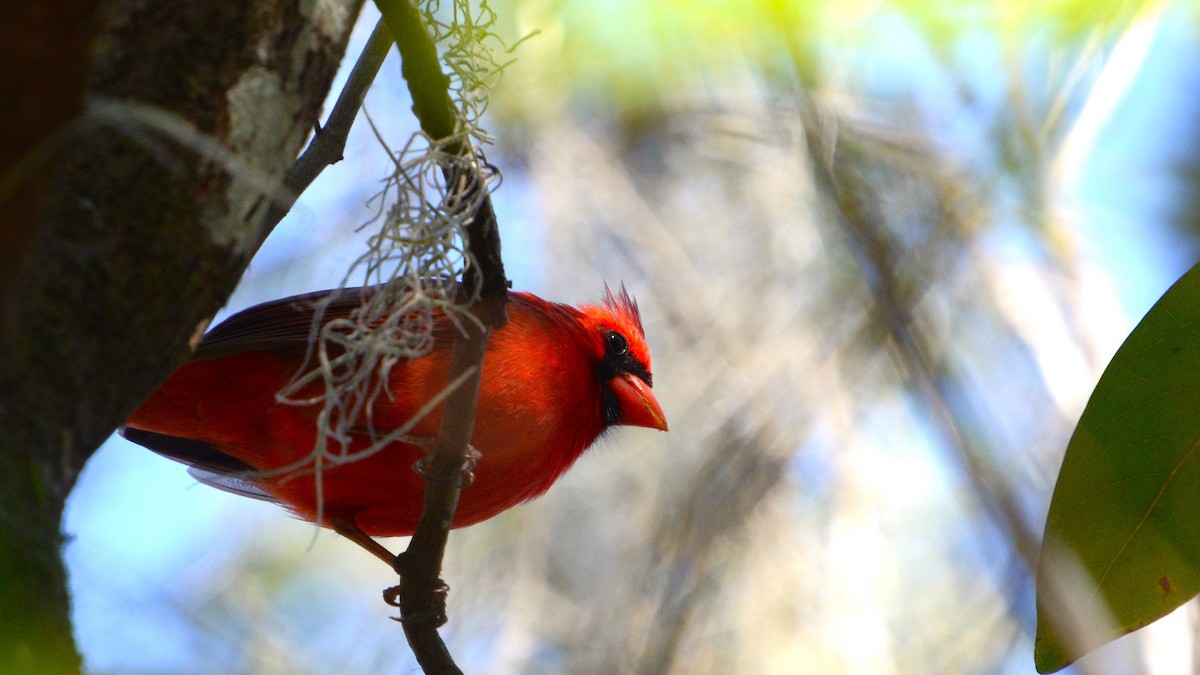 Northern Cardinal - ML633756983