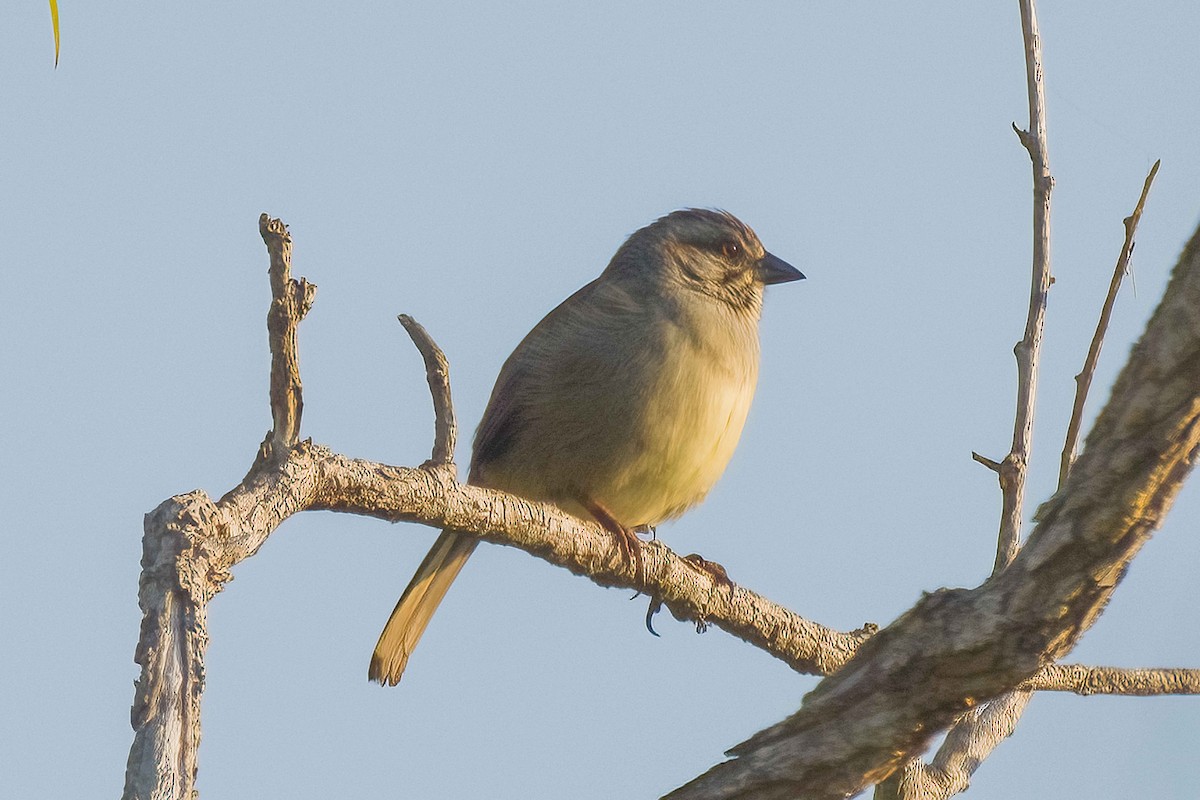 Zapata Sparrow - ML633757167