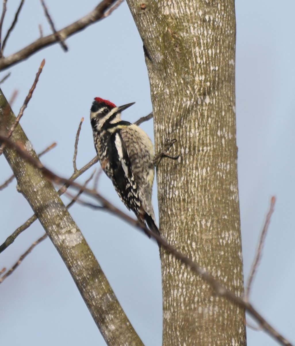 Yellow-bellied Sapsucker - ML633757236