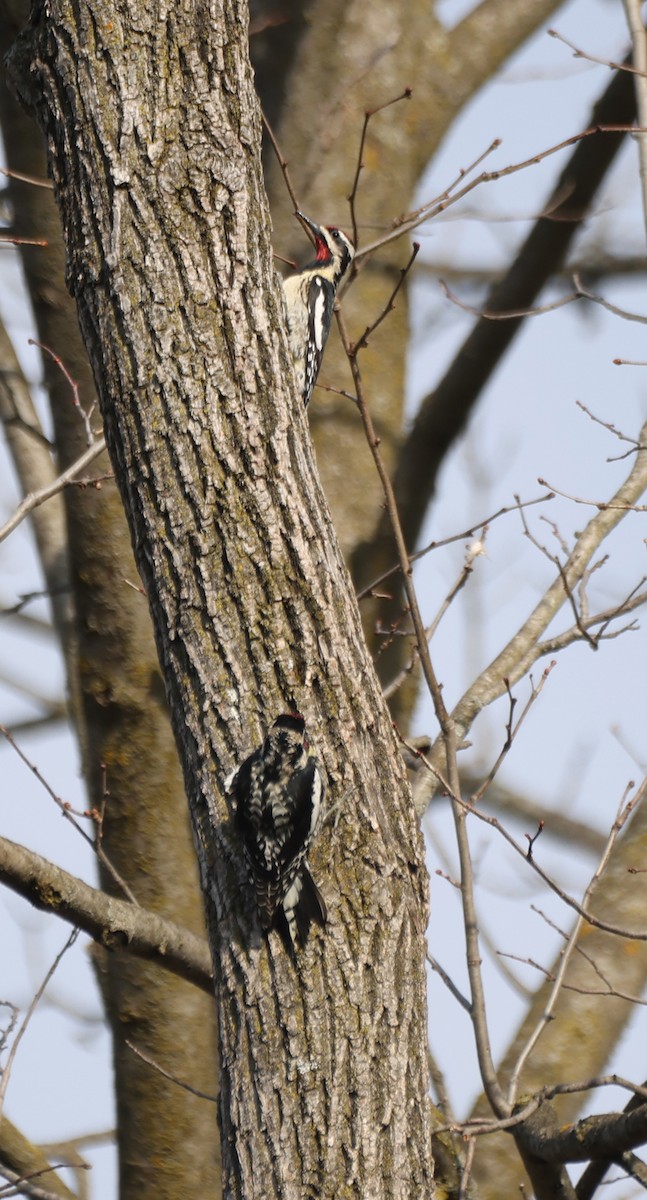 Yellow-bellied Sapsucker - ML633757237