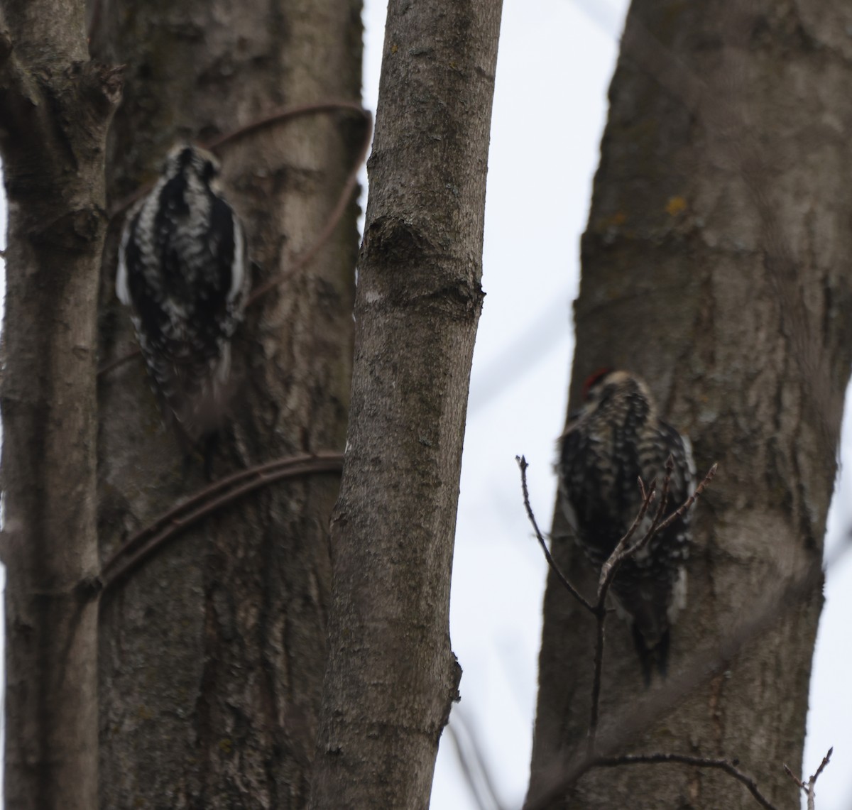 Yellow-bellied Sapsucker - ML633757238