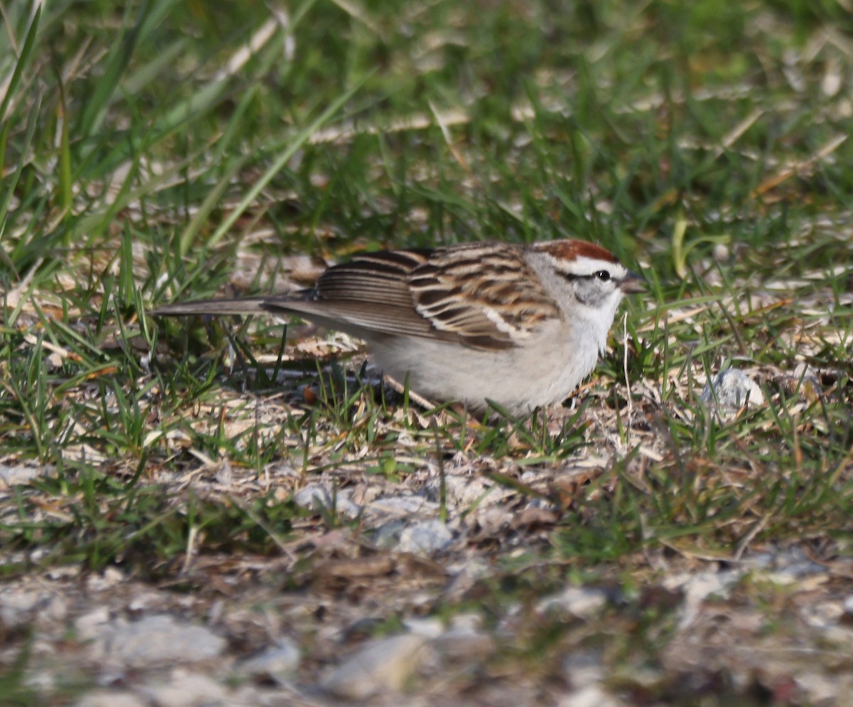 Chipping Sparrow - ML633757251