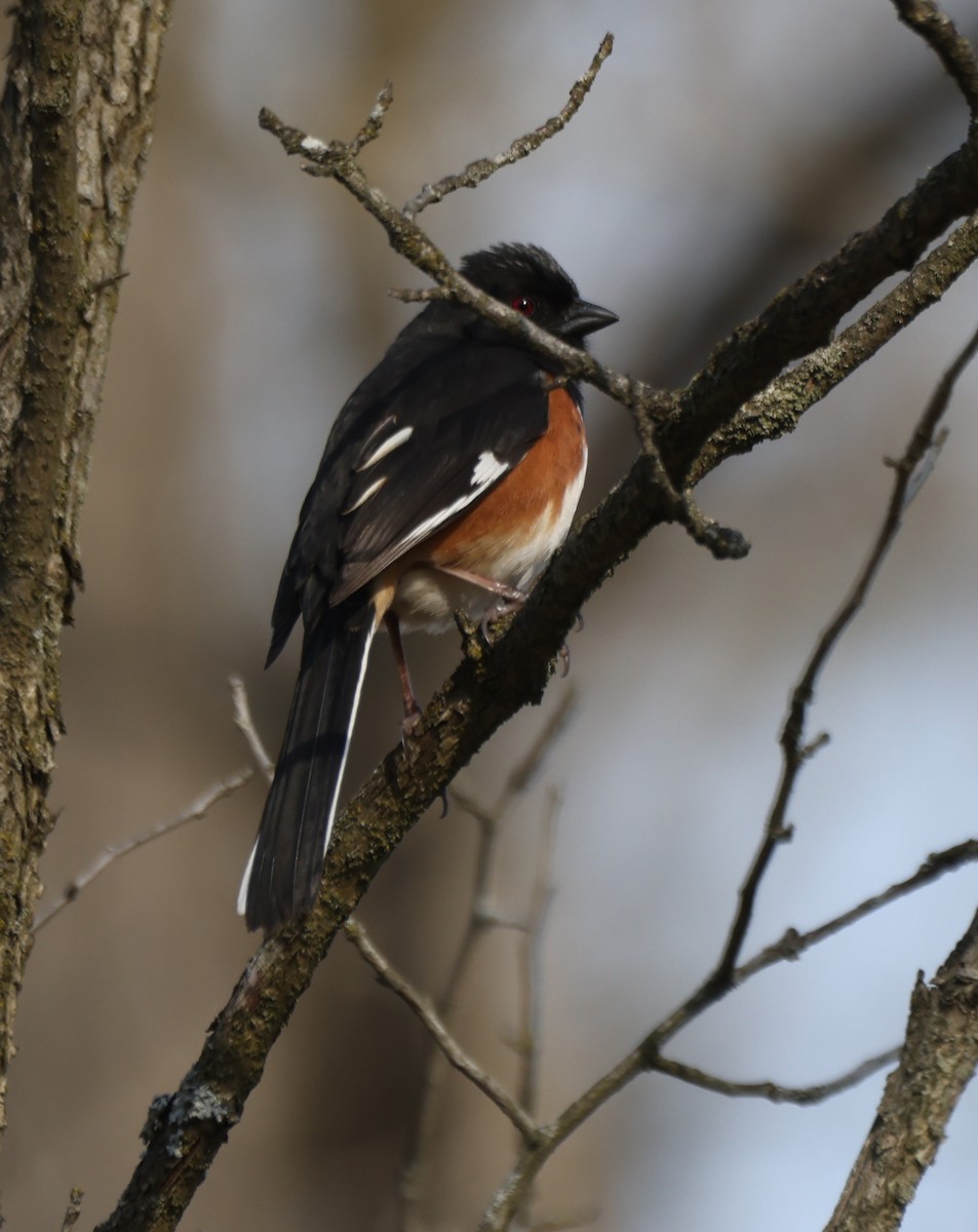 Eastern Towhee - ML633757264