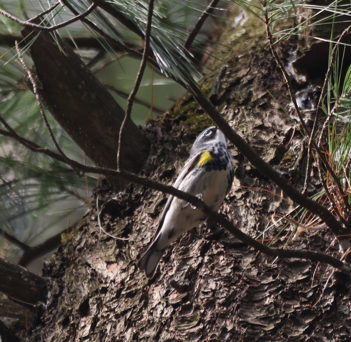 Yellow-rumped Warbler - ML633757273