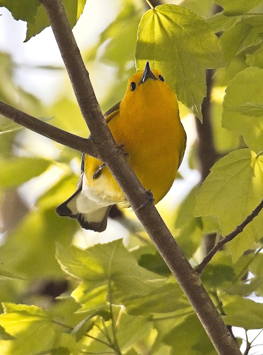 Prothonotary Warbler - ML633757283