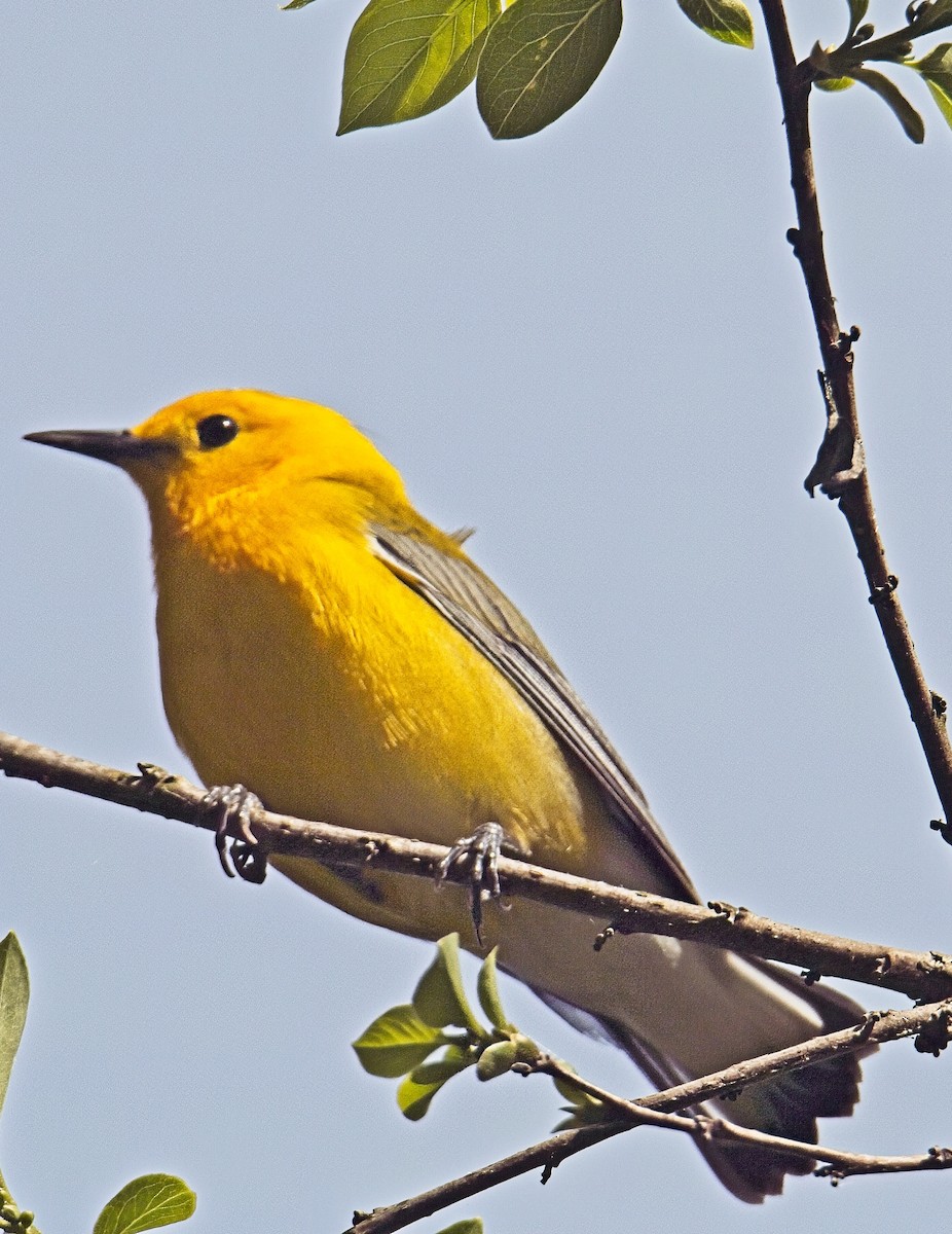 Prothonotary Warbler - ML633757285