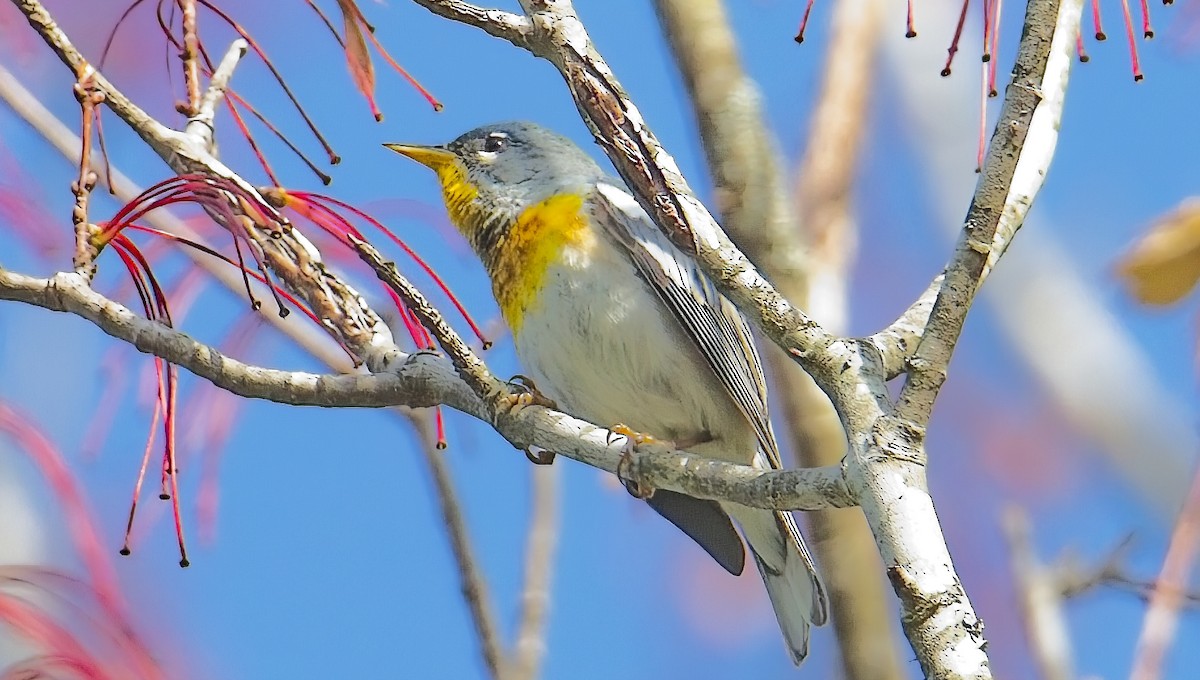 Northern Parula - ML633757296