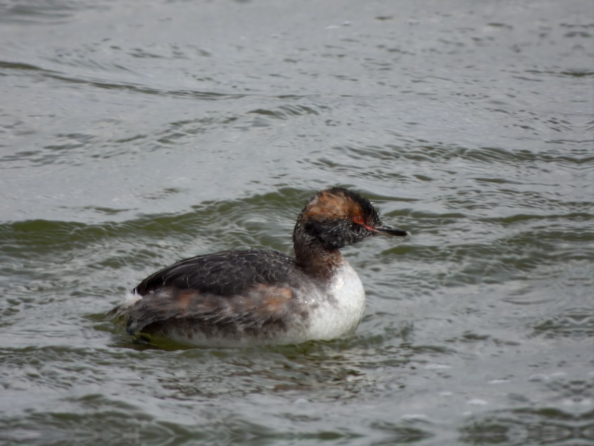 Horned Grebe - ML633757297