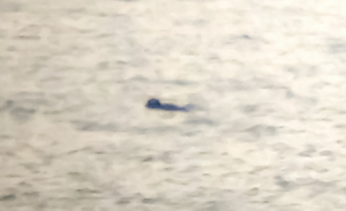 White-winged Scoter - ML633757342
